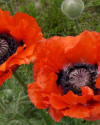 Mohn 1